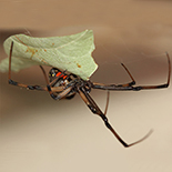 Latrodectus geoometricus